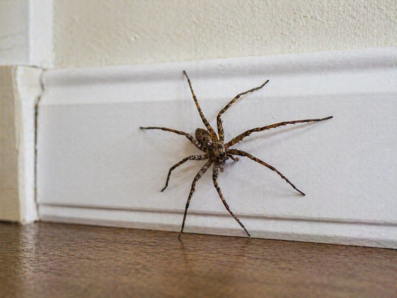 Common Spiders Extermination in Denton, TX