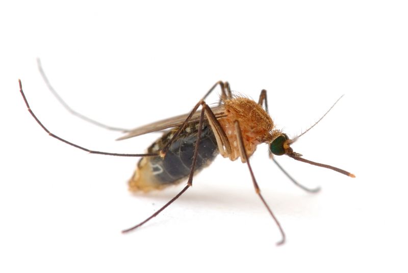Fly And Mosquito Control Strategies