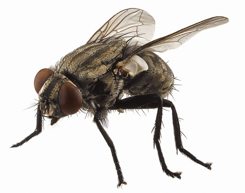 Fly Control Service in Denton, TX