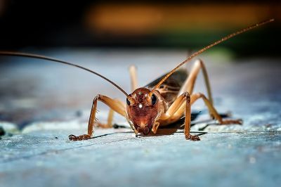 How Professional Cricket Pest Control Works