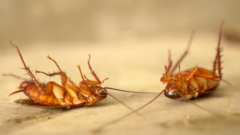 How Roaches Enter Buildings And Spread Quickly