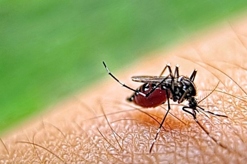 Mosquitoes Pest Control in Rockwall, TX