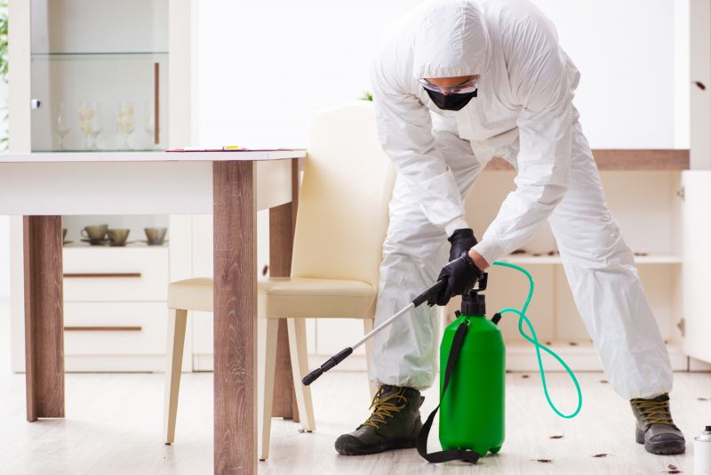 Moth Extermination in Frisco, TX