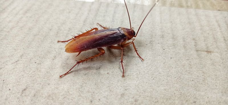 Roach Extermination