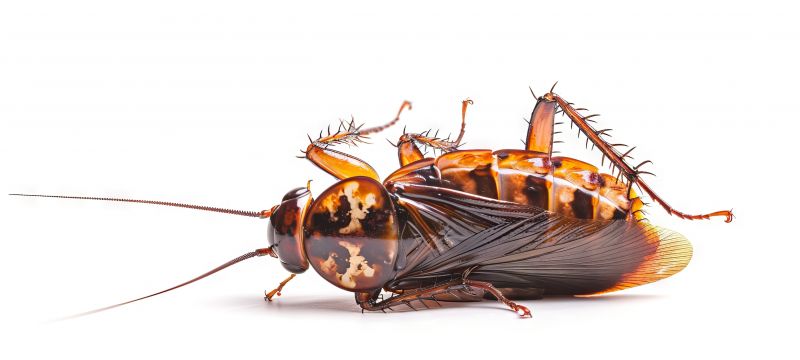 Roach Fumigation in Clarksville, TN