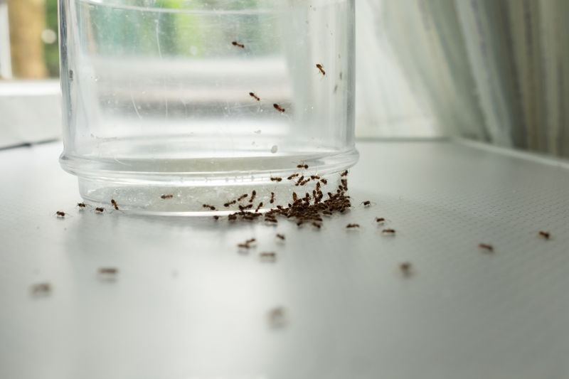 Seasonal Ant Activity And When To Schedule Pest Control Service