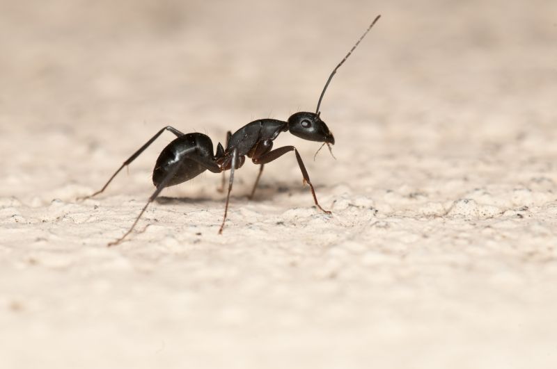 Signs You Have An Ant Problem Before It Gets Out Of Control