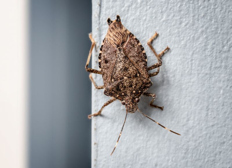 Why Stinkbugs Invade Homes And Buildings
